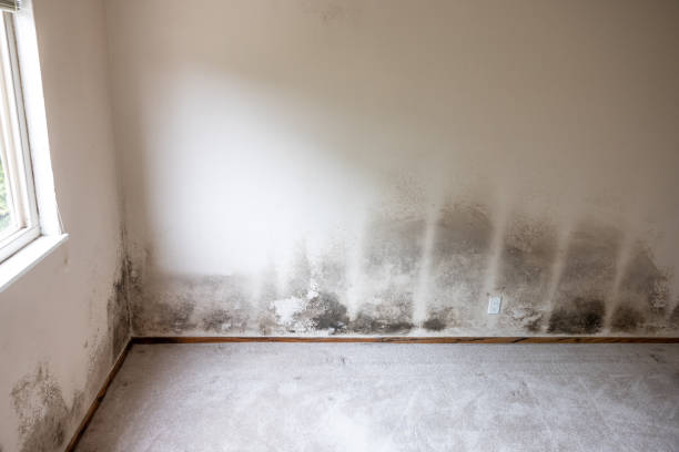 Best Industrial Mold Remediation  in Berkeley, MO